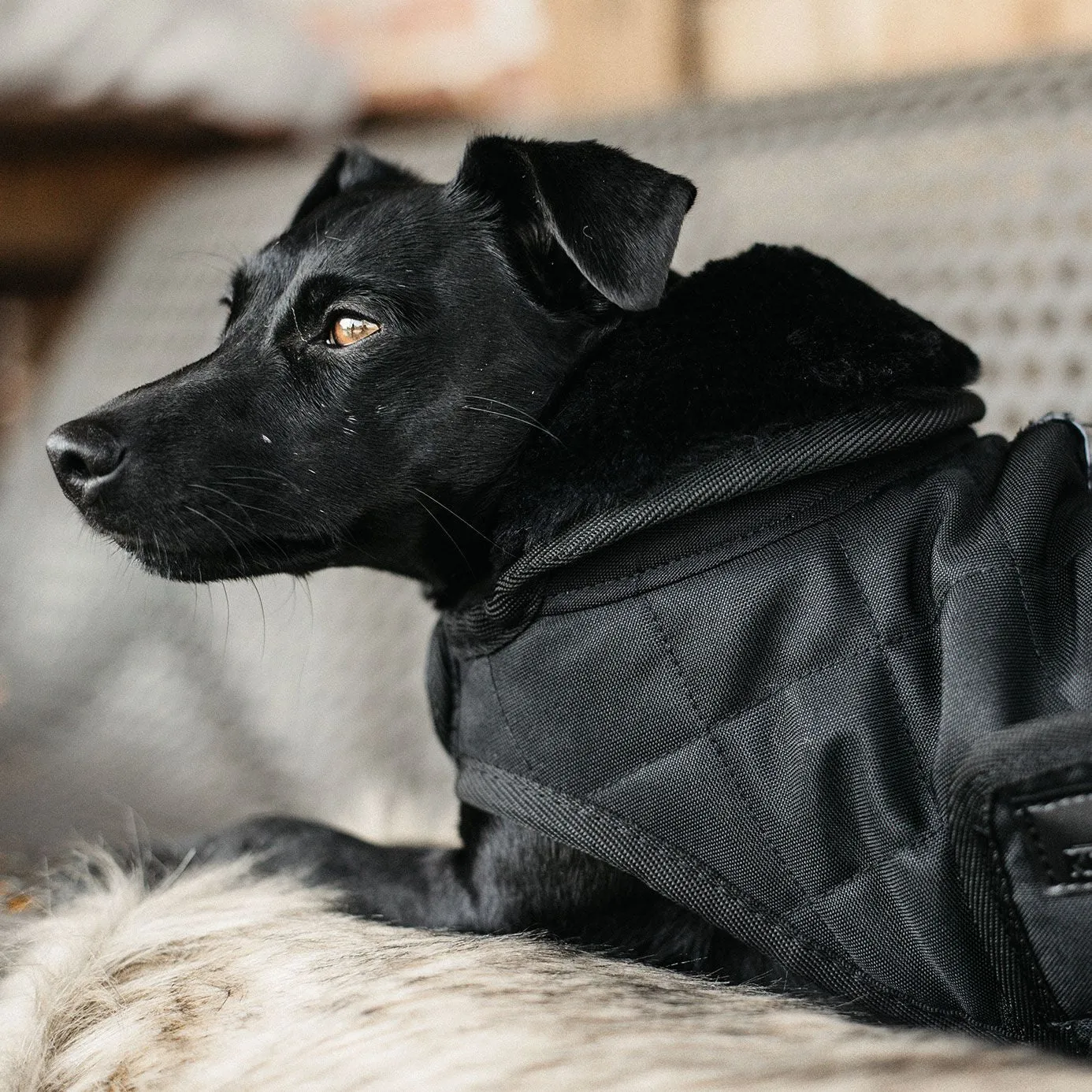 Kentucky Dogwear Dog Coat - Black