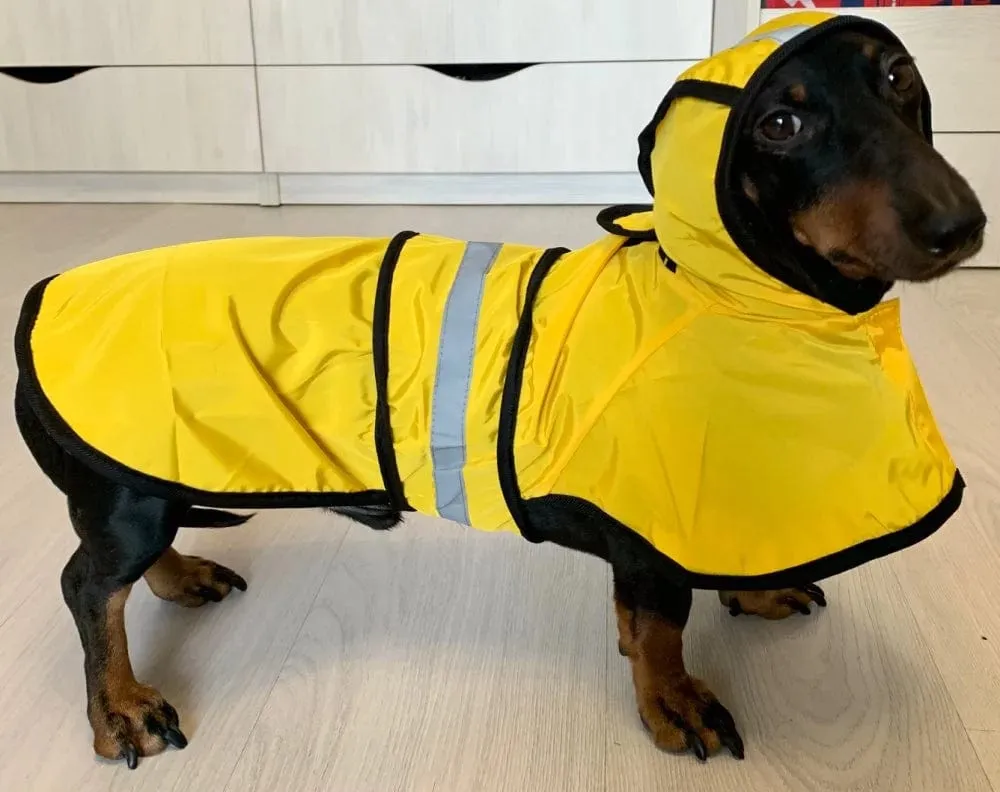 Sporty Dachshund Raincoat