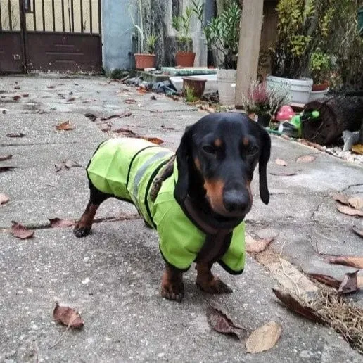 Sporty Dachshund Raincoat